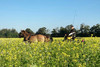Rapsfeld mit gelbblühenden Rapspflanzen, älterer Mann fährt auf Kutsche an zwei Pferden hindurch