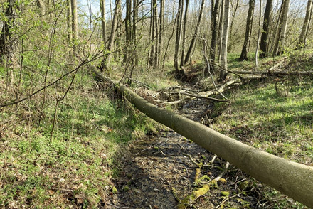 Ein umgestürzter Baum im Wald