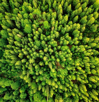 Luftbild von einem Wald